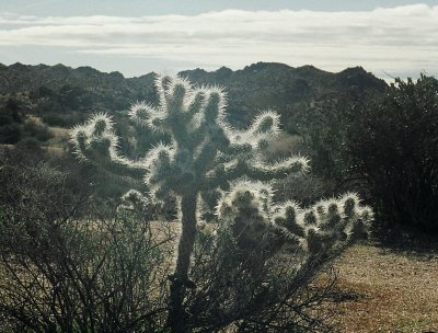 Cholla cactus, Joshua Tree National Park