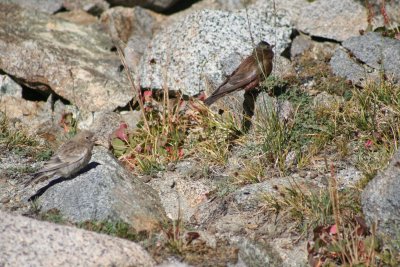 Gray Crowned Rosey Finches, Big Pine Creek, CA