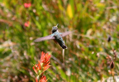 Allens Hummingbird, Big Pine Creek, CA