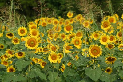 Wild Sunflowers