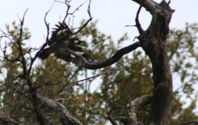 Acorn Woodpecker  in flight