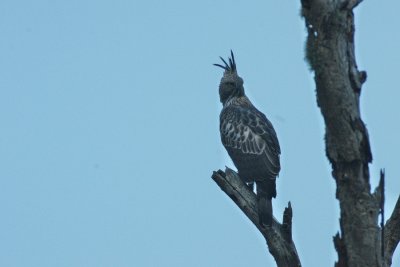 INDIA BIRDS