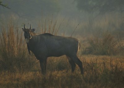 g3/27/944427/3/121712517.4F8QQUwa.jpg