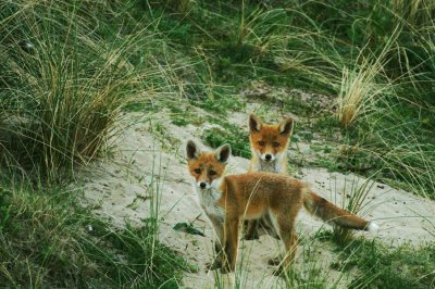 FOX