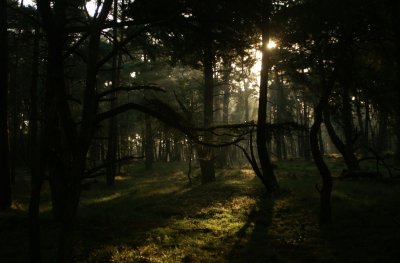 DUTCH LANDSCAPES