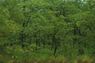 etosha4.jpg