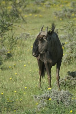 NAMIBIA ETOSHA WILDLIFE