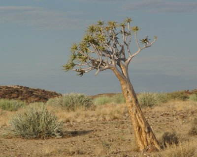 okertree.jpg