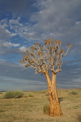 okertree2.jpg