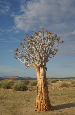 okertree3.jpg