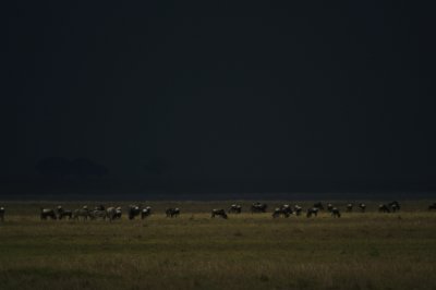 Ngorongoro wilde beast