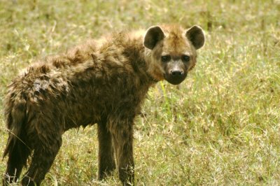 hyena