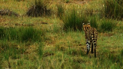 LION, LEOPARD, SERVAL