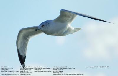 gull.jpg