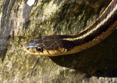 0snake2.jpg