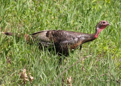 0turkey02.jpg