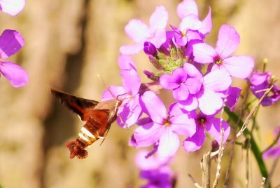 0hbirdmoth01.jpg