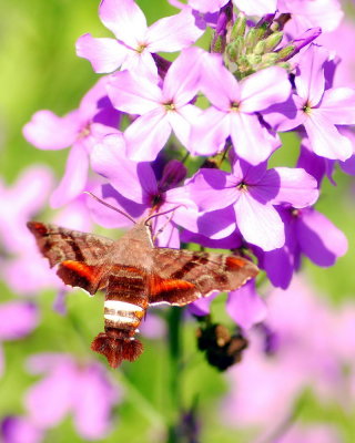 0hbirdmoth02.jpg