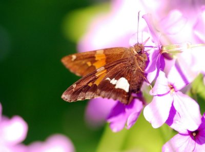 0moth01.jpg