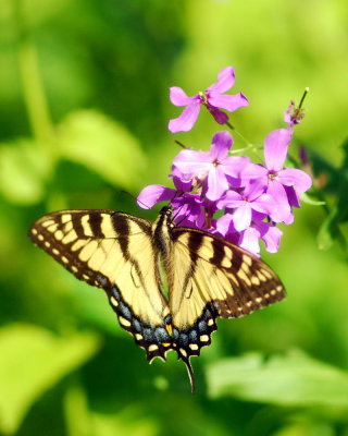 0butterfly04.jpg