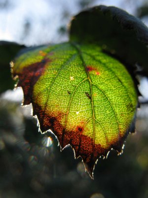 IMG_0893.jpg