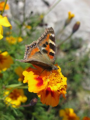 ButterFly.jpg