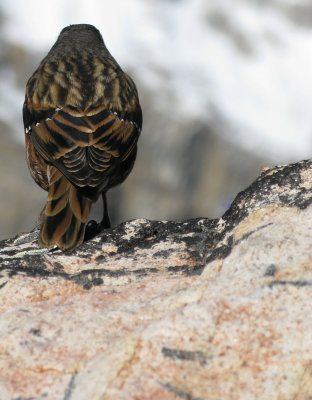 Feathers.jpg