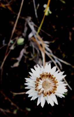 Flower.jpg