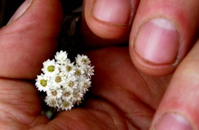 Flower01.jpg