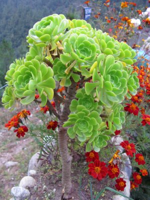 Plant.jpg