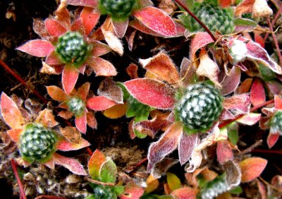 Plant01.jpg