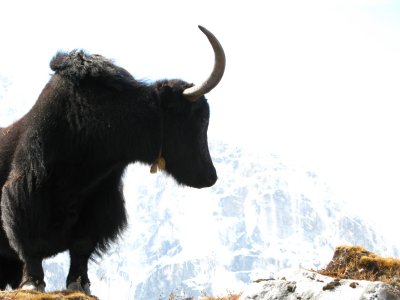 Yak.jpg