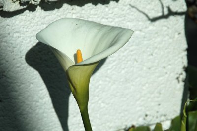 flower01.jpg