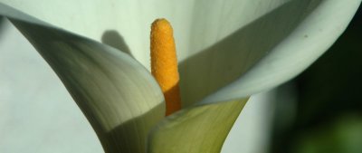 flower02.jpg