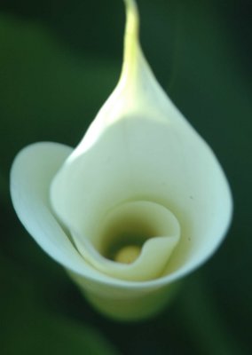 flower03.jpg