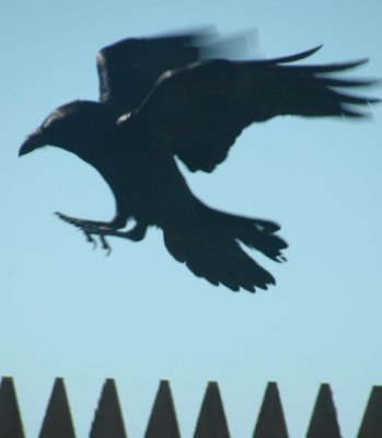 crow.jpg