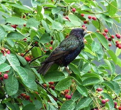 Worlds wettest starling