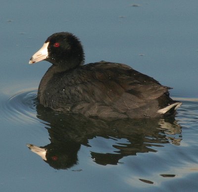 coot.jpg