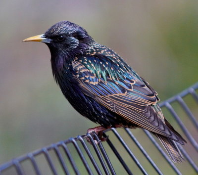 Central Park Starling
