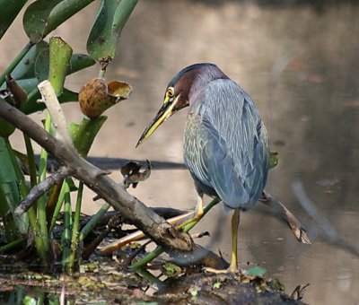 Green Back Heron