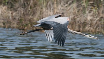 Great Grey Heron