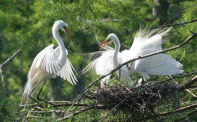 Nesting at Lake Martin
