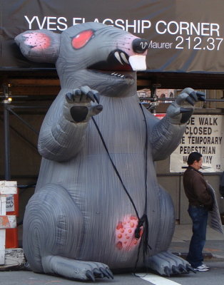 Rat