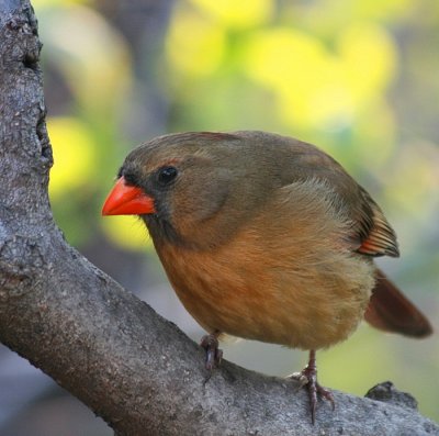 Central Park Cardinal
