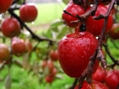 berry