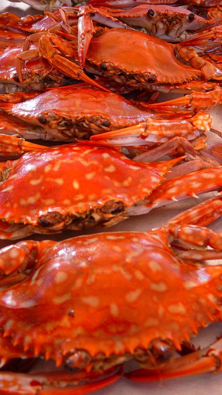 crabs