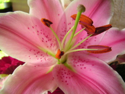 FLOWERS FOR MAMA