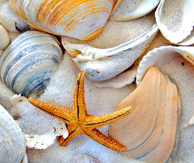 shells1 sharp and cropped.jpg