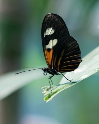 Wild Animal Park - Butterfly Jungle