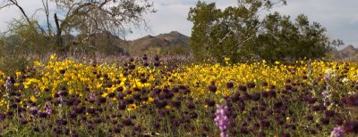 Desert chia and California poppies